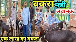 लखनऊ बकरा मंडी में आया एक लाख का बकरा 🐐🐐 |Lucknow Bakra Mandi 19/05/2024
