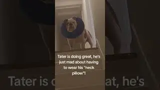 @tatertotbully: Tater is doing great, just extra grumpy! #dog #doglover