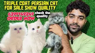 😍SHOW QUALITY TRIPLE COAT RUSSIAN BLUE FEMALE FOR SALE &bull; DOLL FACE &bull; HOME DELIVERY AVALIABLE  #cat 