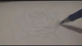 Роза