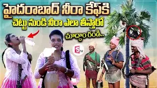 చెట్టు నుండి నీరా ఎలా తీస్తారో చూద్దాం రండి | Collecting Neera From Tree | SumanTV Vijayawada