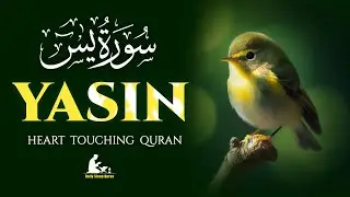 Surah Yaseen (سورة يس) | Soothing & Beautiful Recitation for Inner Peace | Daily Sleep Quran