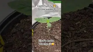 Woche 1 Community Grow mit Elsa 👸🏼❄️ einer Animal Mints von Zamnesia. Ihre ersten Schritte 👣😘.
