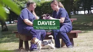 A Cat's Perspective at  Davies Veterinary Specialists