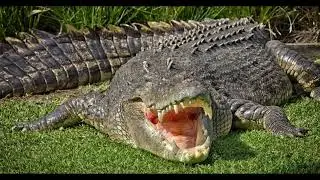 The top 5 most deadly animals on earth