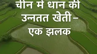 Rice Cultivation in China||  चावल ( धान) कि खेती