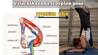 Scorpion pose  tips, tutorials, and practice inspiration | Step by Step on assist Vrischikasana 