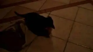 Killerdog