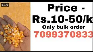 Yellow corn maize wholesale market | best quality maize in low price | fish feed, animal feed,