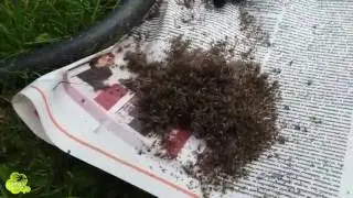 Mosquito Magnet Patriot. Отзыв о работе - дача на 45км Мга Ленобласть. АНТИКОМАР.РФ