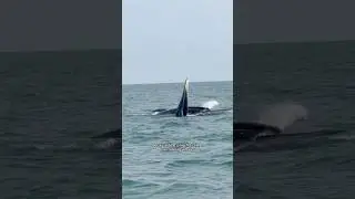 Встретила китов на острове Ко Самуи!! 😱🇹🇭