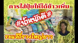 เทคนิคใส่ปุ๋ยได้ข้าวเพิ่ม