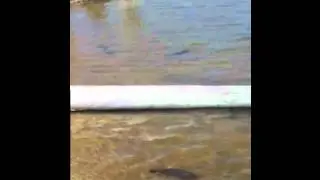 April 22, 2012 DFG Trout Stocking