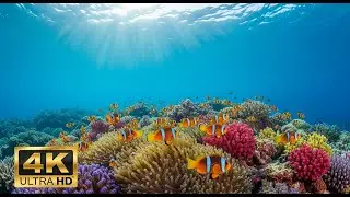 🐠 Aquarium Relaxation Video 4K &ndash; Peaceful Coral Reef Fish with Ambient Music