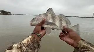 Dead Shrimp vs Dead Crab for bait Fishing Challenge!!!!!!