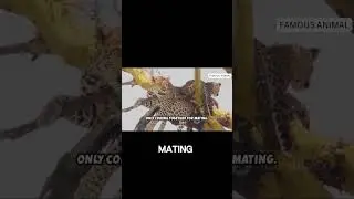 Leopards: Solitary Predators!