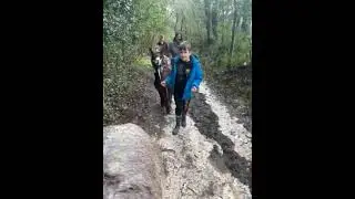walking da alpackas