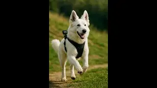 GoPro Dog Harness  &ndash; Chest & Back Mount POV Adventure