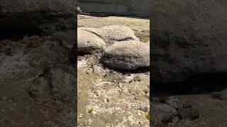 Two crabs fighting
