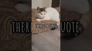 there is a quote cat kitty kitten meow... 😹😻😸#shorts #ytshorts #cat #kitten #meow #viral