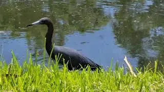 [4K] Florida Birds and Backyard Ducks