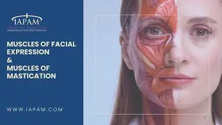 Unlock the Secrets of Facial Muscles: Anatomy & Expression Explained | Train with IAPAM