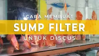 Cara membuat Sump Filter untuk ikan Discus