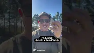 The Easiest Garlic to Grow 🧄