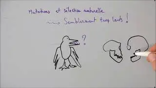 Evolution et g&eacute;n&eacute;tique du d&eacute;veloppement