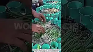 Manual Spring Onion Planting System &ndash; Fast and Organized Farming Technique