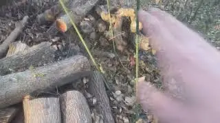 Обнаружено изобилие бесплатной мульчи для сада и огорода