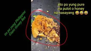 Philippine Giant Honey Bee / good demeth