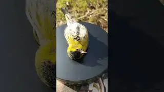 Обзор пара Чижиков 🐦🐦🐦 #крутыептички 🤘🤘🤘