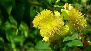 Кустарниковый зверобой (Hypericum prolificum)