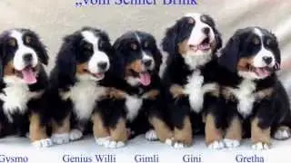 Berner Sennenhund Welpe Tag 1 bis zur 8 Woche in 3min
