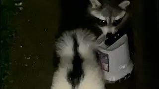 Trash Panda Scares Skunk thinking it&rsquo;s just another Skunk! #activatenonsense #trashpanda #skunk