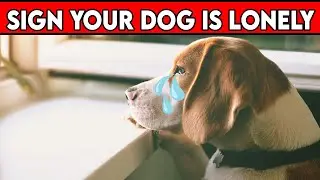 5 Signs That Your Dog Is Lonely - But You Don't Know