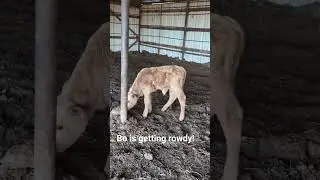 Bo is growing! getting rowdy, good sign #animals #ranch #ranchlife