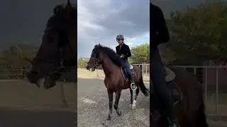 spanish horse