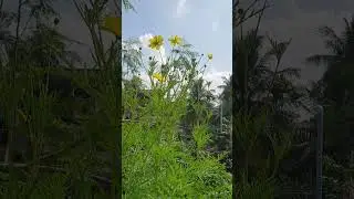 Tara Phula🌼 #viral #phula #beautyofnature #nature #odia #youtube #shorts #explore