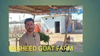 Rasheed Goat Farm visit 🤩🤩Quality Makha cheeni breed fresh maal arrived ❣️❤️❤️❤️🤗🐐🐐🐐