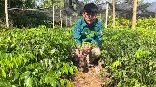 ✅CÂY GIỐNG LIM XANH 30-40CM  ĐẦU VẠN | CÂY LÂM NGHIỆP KINH TẾ BỀN VỮNG | 0764 456 123