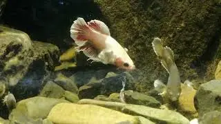 Betta fish vs insects/earthworms feast