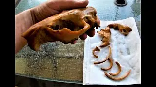 How long are those orange beaver teeth? They are like tusks! Check it out as I reassemble a skull!!!