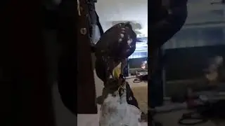 Melatih skill dulu boloo #falcon #burung #eagles #eagle