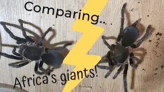 Comparing Hysterocrates laticeps and likely hercules.