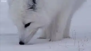 Depression of the polar fox