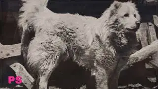The Fierce Guardian of the Caucasus- Aboriginal Long Coated Georgian Nagazi aka Caucasian Shepherd