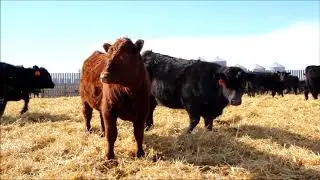 Brock & Garett Thompson hfrs