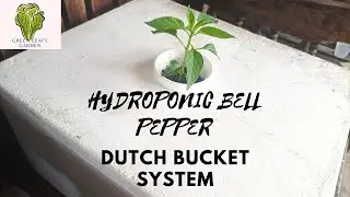 HYDROPONIC PEPPER | DUTCH BUCKET SYSTEM-Episode 04